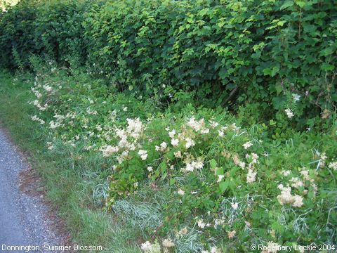 Recent Photograph of Summer Blossom (Donnington)