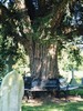 Yew Tree in the Churchyard