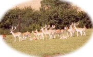 Deer in Chatsworth Park