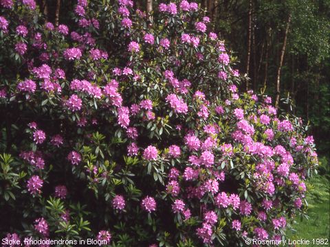 Recent Photograph of Rhododendrons in Bloom (Stoke)