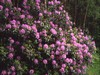 Rhododendrons in Bloom