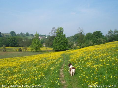 Recent Photograph of Buttercup Meadow (Stoney Middleton)