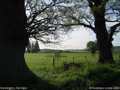 Recent Photograph of Old Oaks (Donnington)