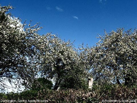 Recent Photograph of Spring Apple Blossom (Donnington)