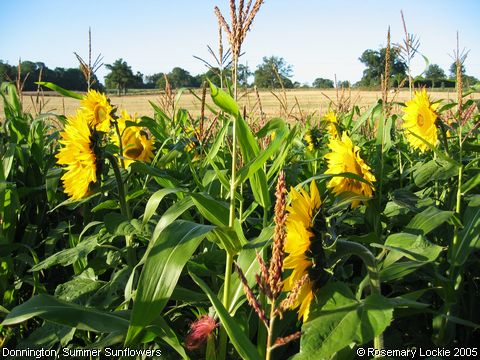 Recent Photograph of Summer Sunflowers (Donnington)