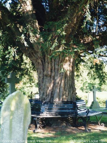 Recent Photograph of Yew Tree in the Churchyard (Donnington)