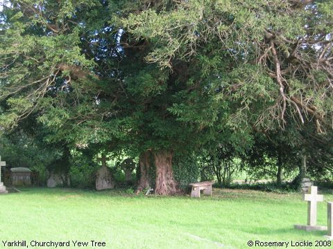Recent Photograph of Churchyard Yew Tree (Yarkhill)