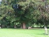 Churchyard Yew Tree